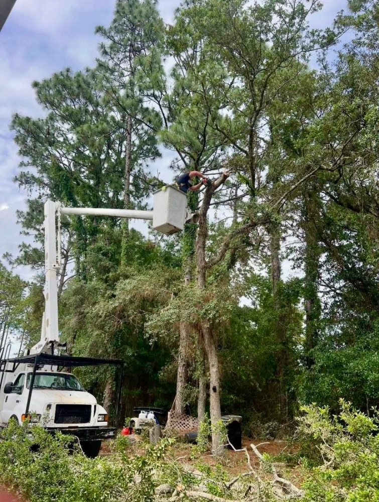 A 10-7 Tree Service arborist trimming high in the tree canopy from a bucket truck